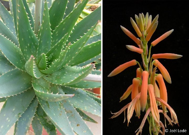 Aloe brevifolia var. postgenita infl. P1150208